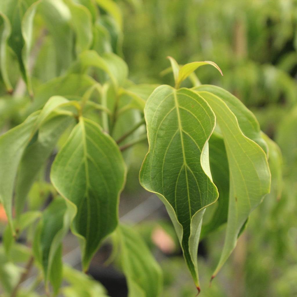 Cornus kousa Milky Way Image