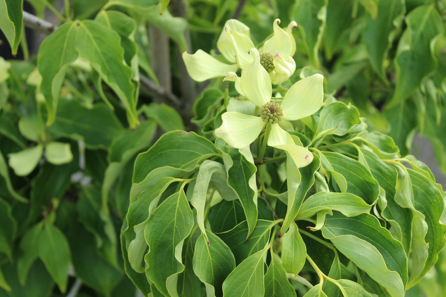 Cornus kousa Milky Way 2