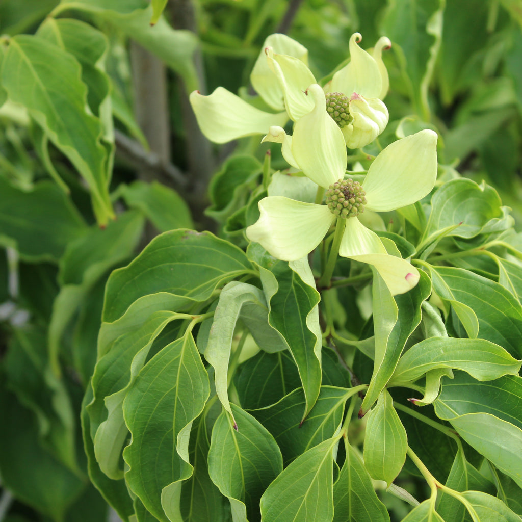Cornus kousa Milky Way Image