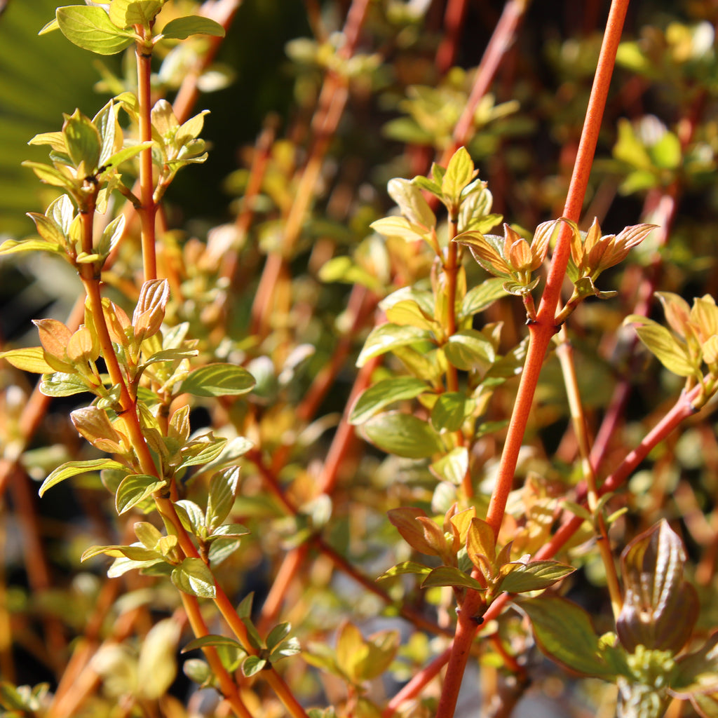 Cornus sanguinea Midwinter Fire Image