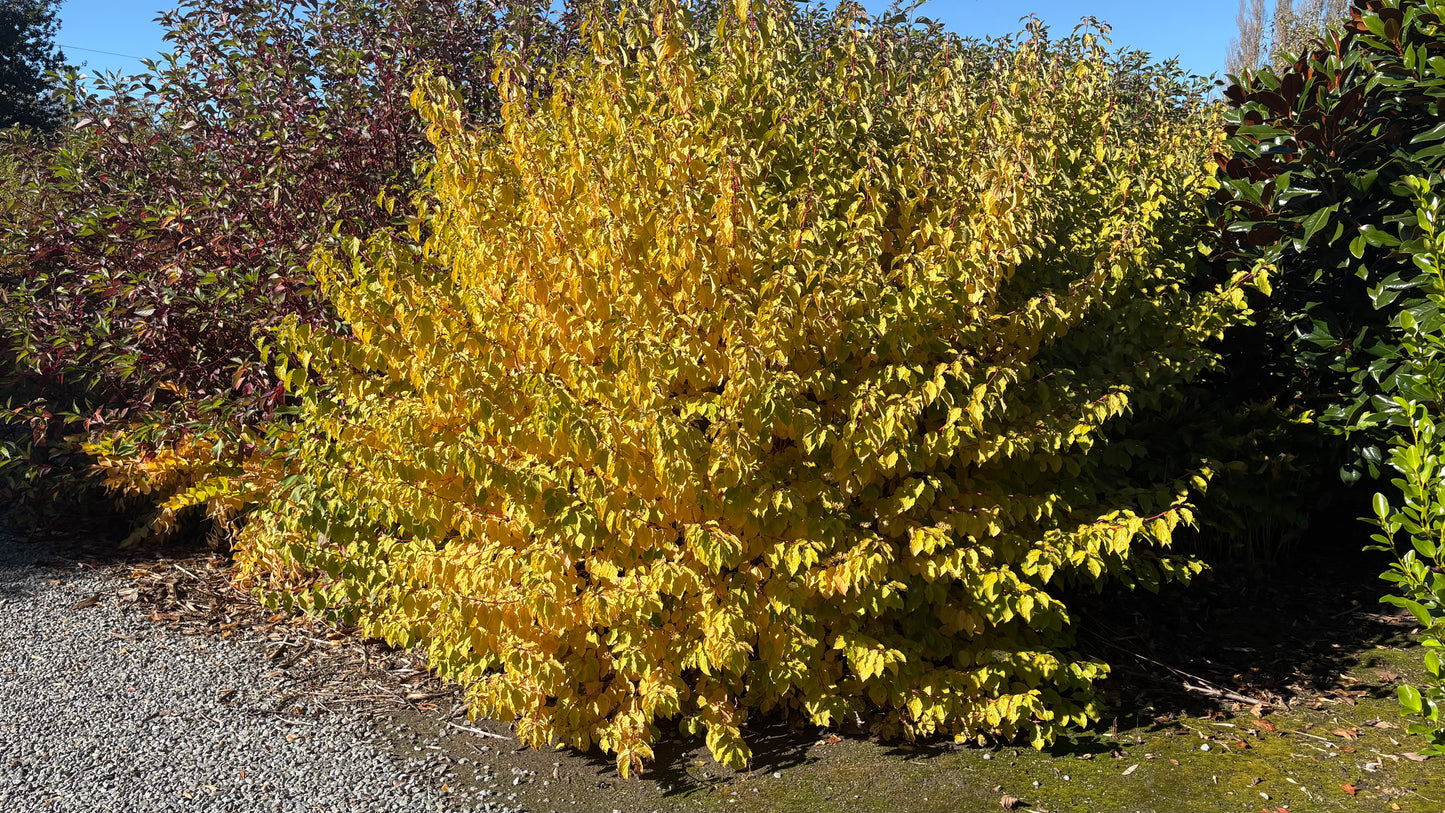 Cornus sanguinea Midwinter Fire 3