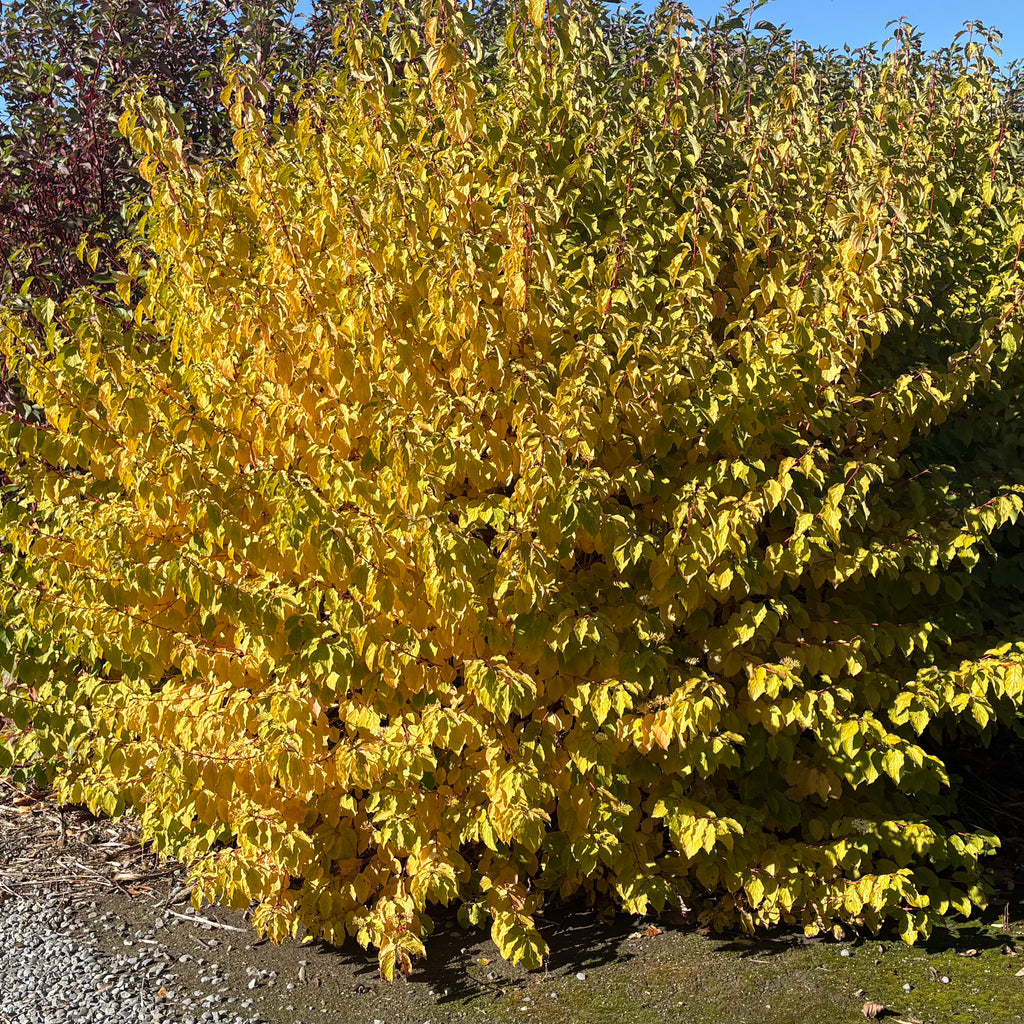 Cornus sanguinea Midwinter Fire Image