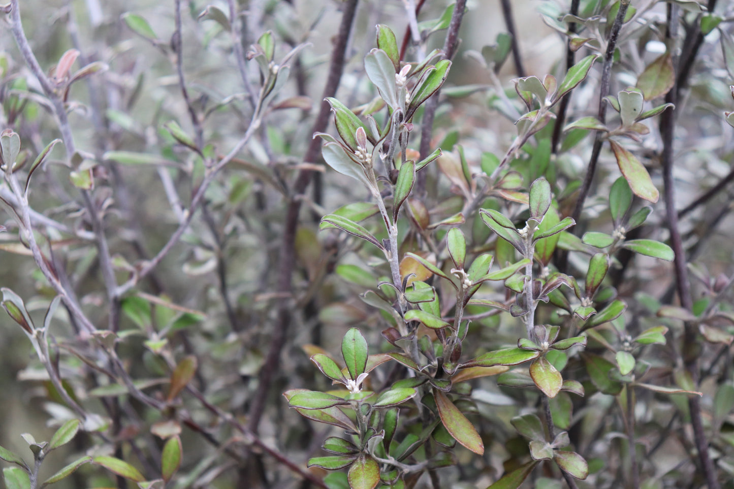 Corokia Bronze King