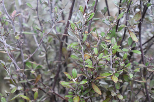 Corokia Bronze King