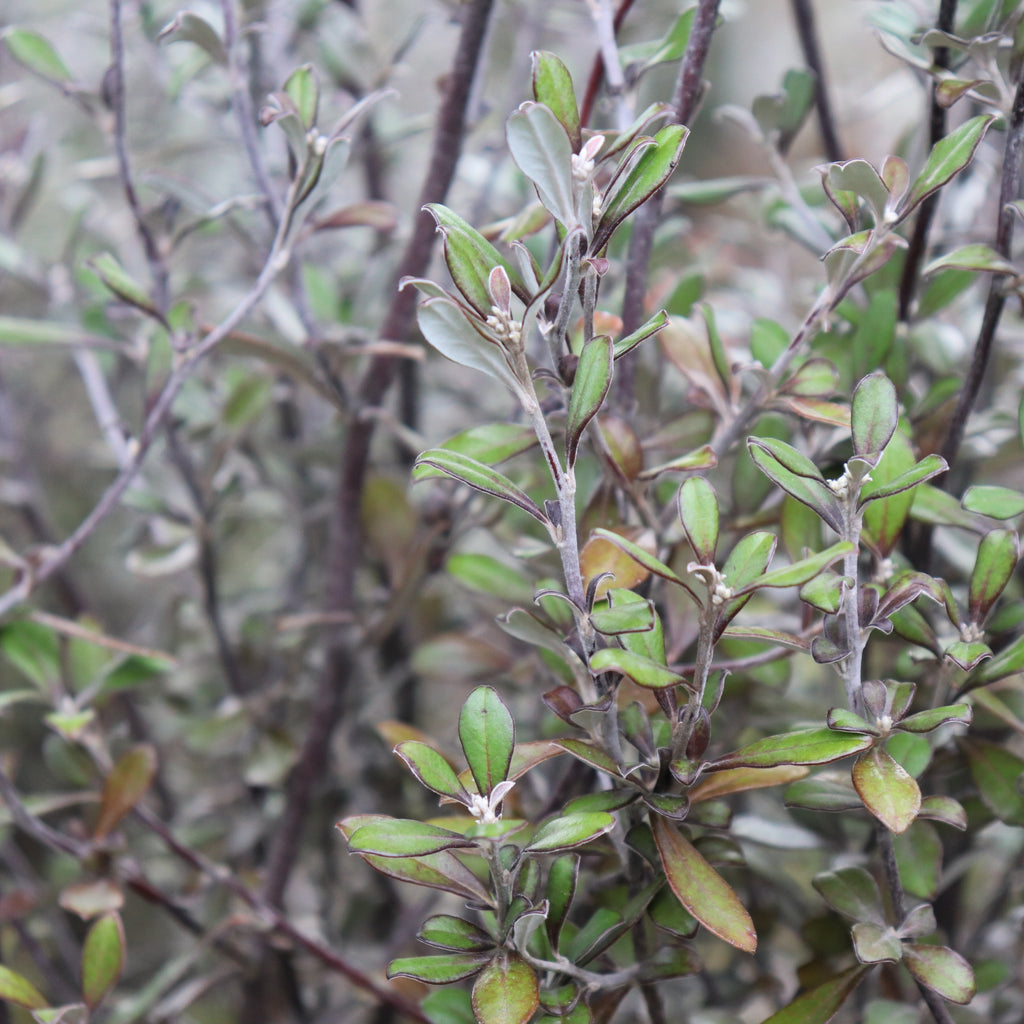 Corokia Bronze King Image