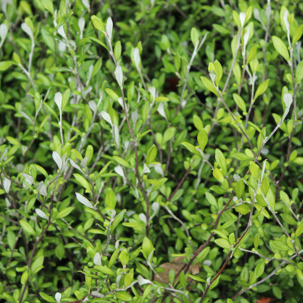 Corokia Clover Image