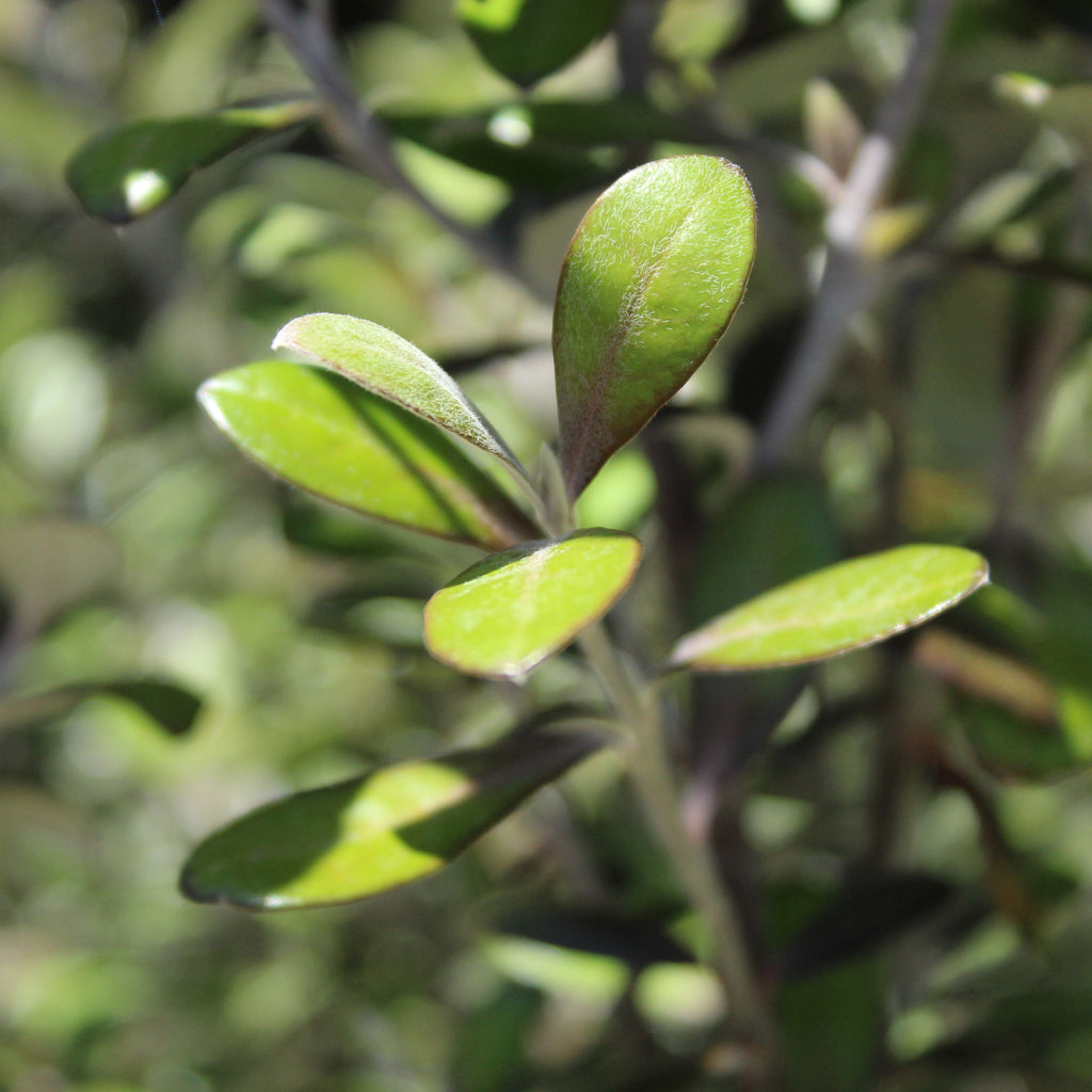 Corokia Frosted Chocolate Image