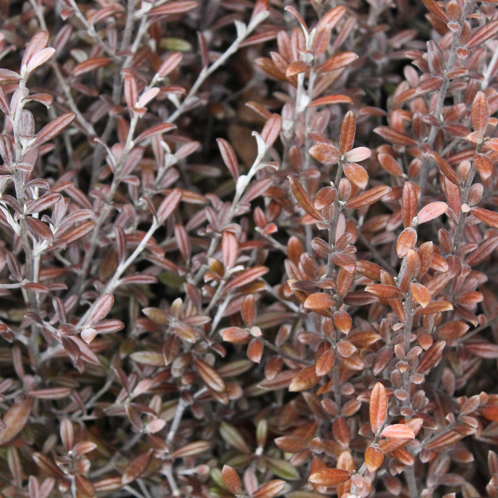 Corokia Frosted Chocolate Image