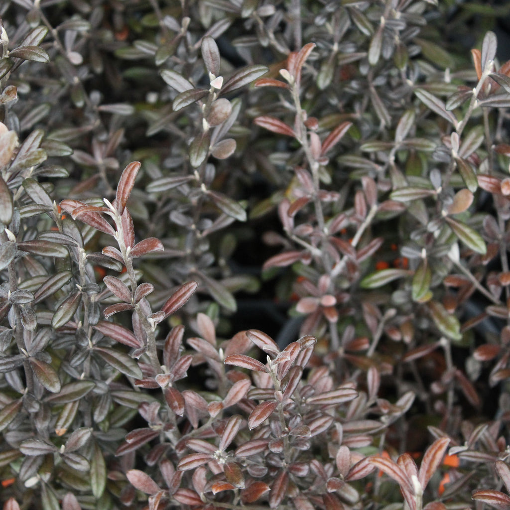 Corokia Frosted Chocolate Image
