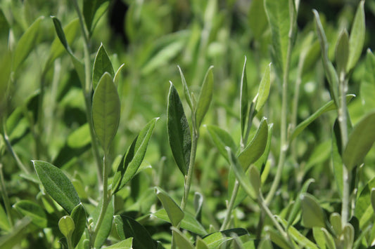 Corokia 'Geenty's Green'