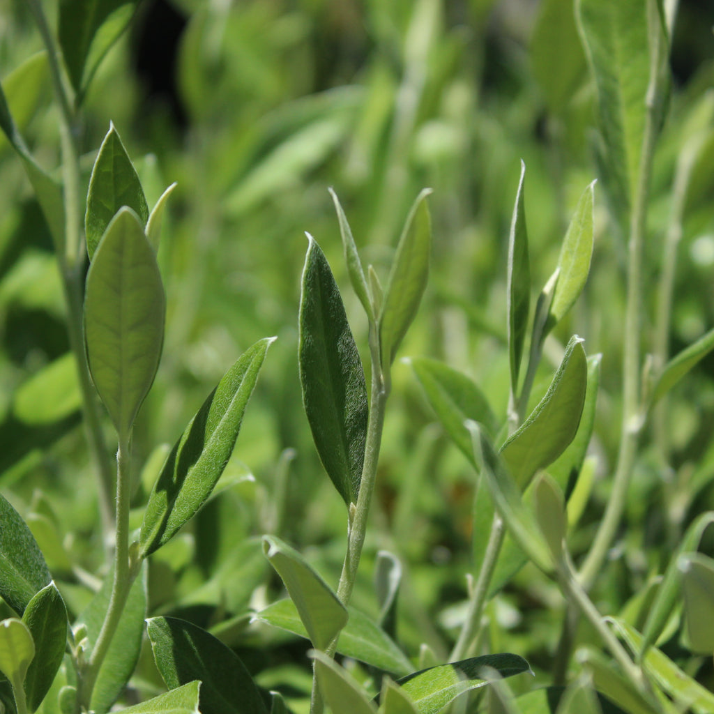Corokia Geenty's Green Image