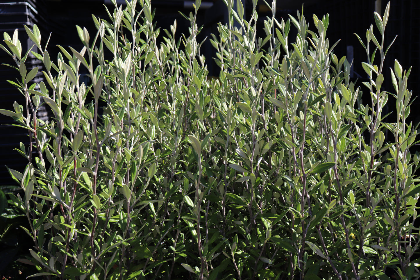 Corokia Geenty's Green 2