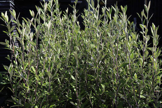 Corokia Geenty's Green 2