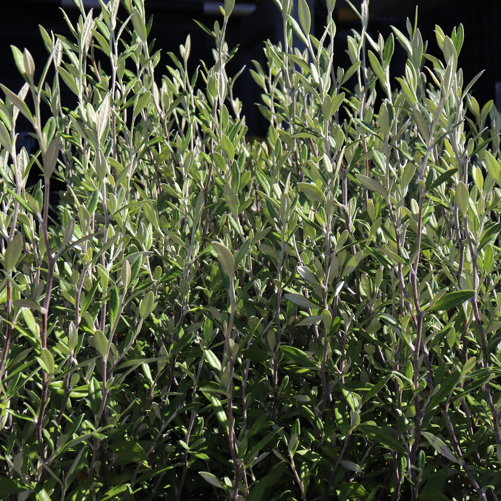 Corokia Geenty's Green Image