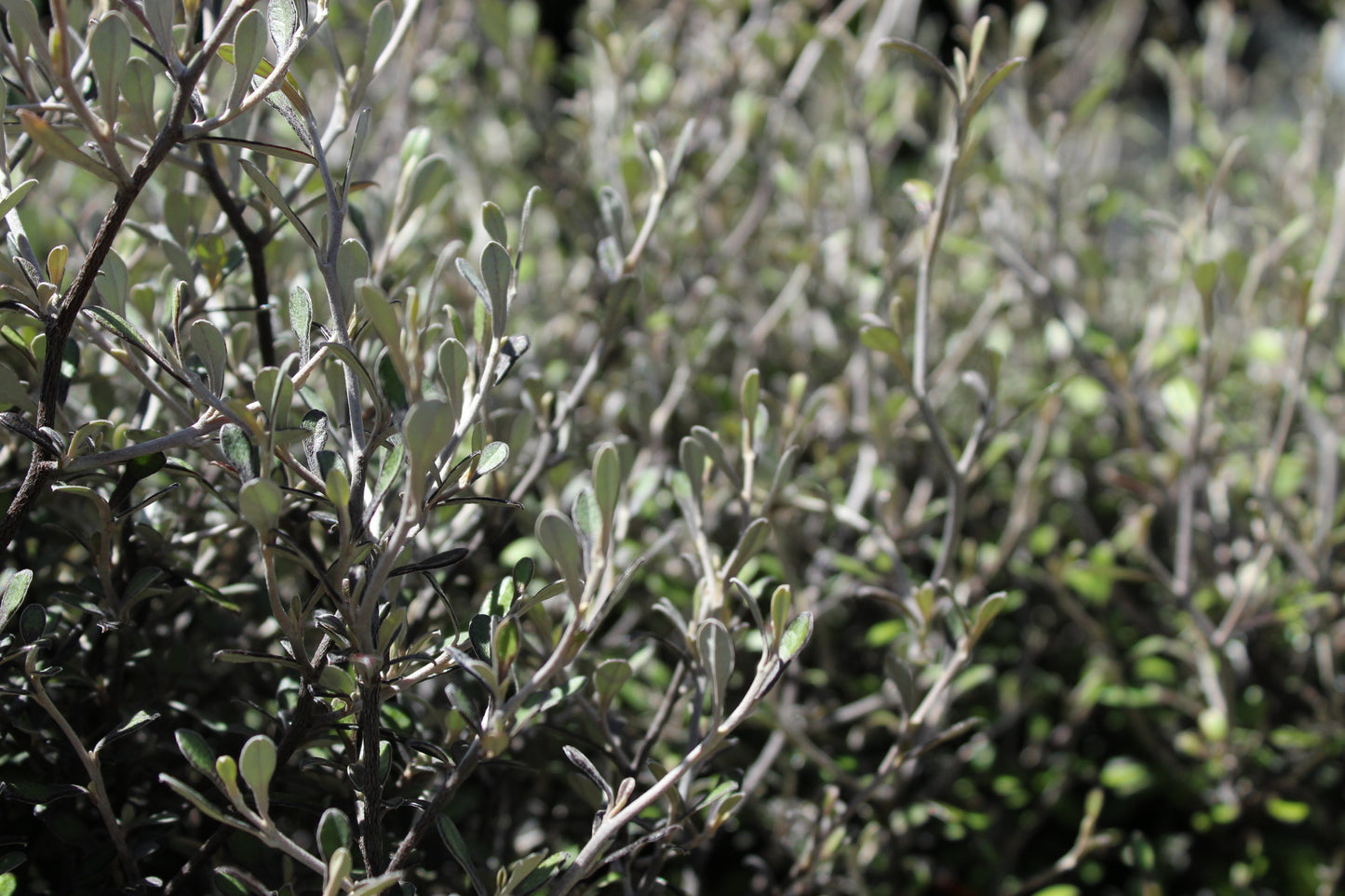 Corokia Silver Ghost