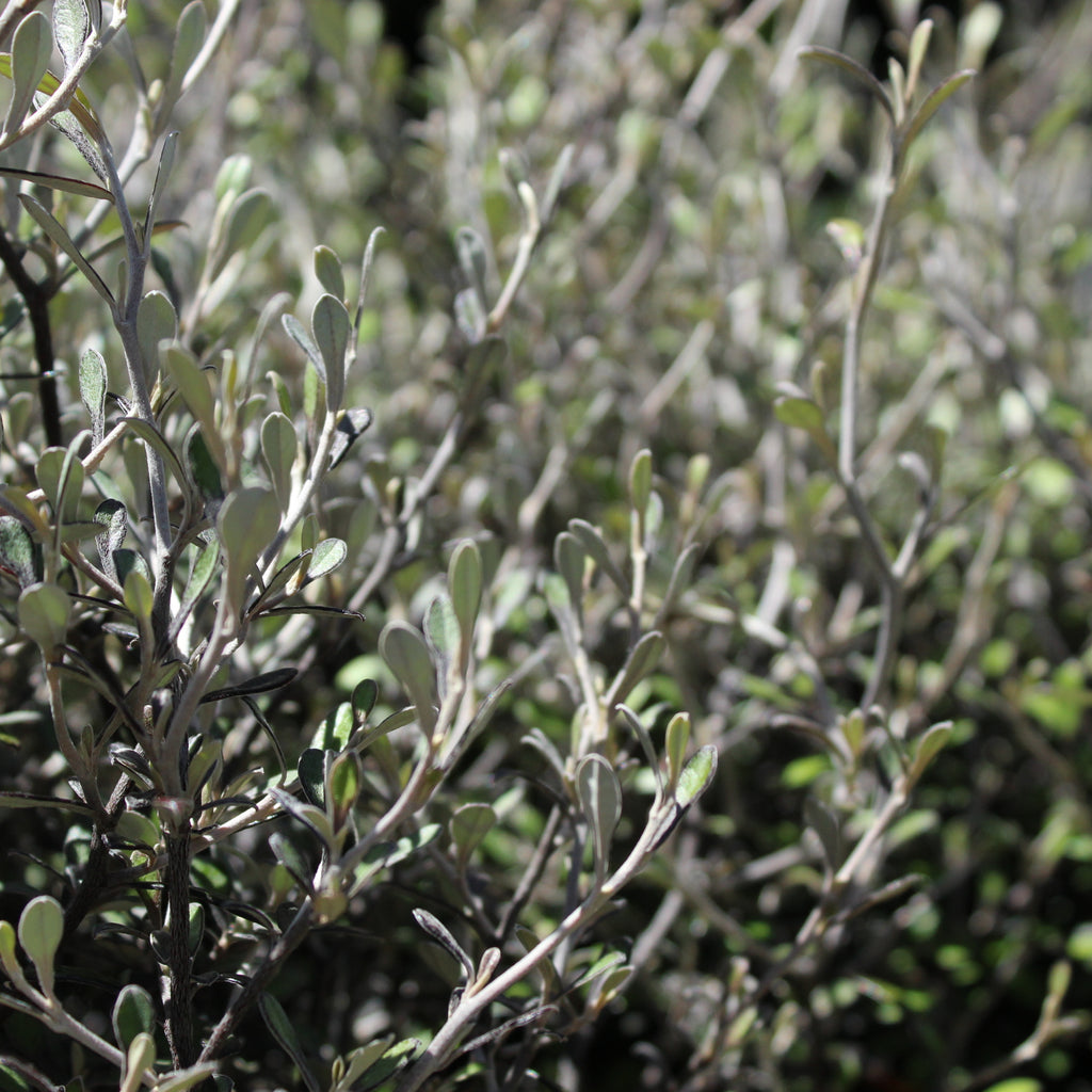 Corokia Silver Ghost Image