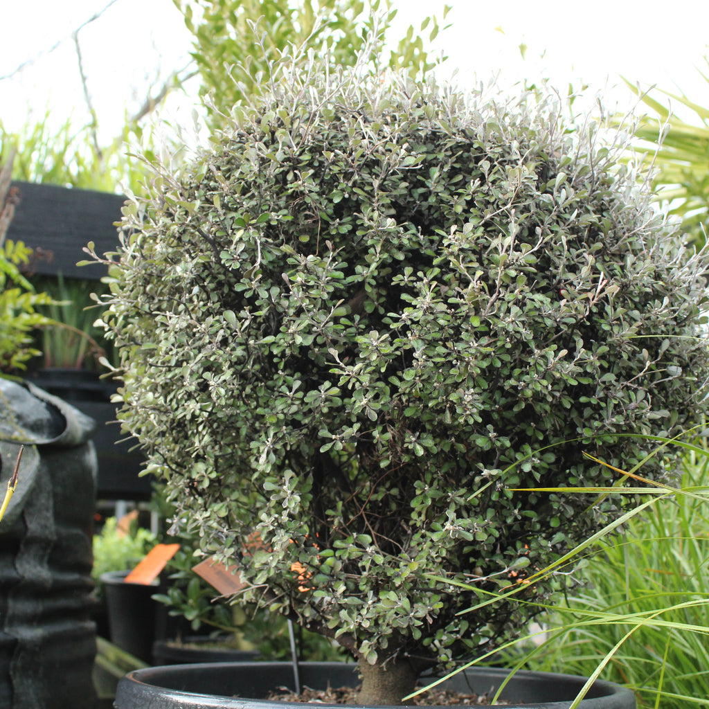 Corokia Silver Ghost Image