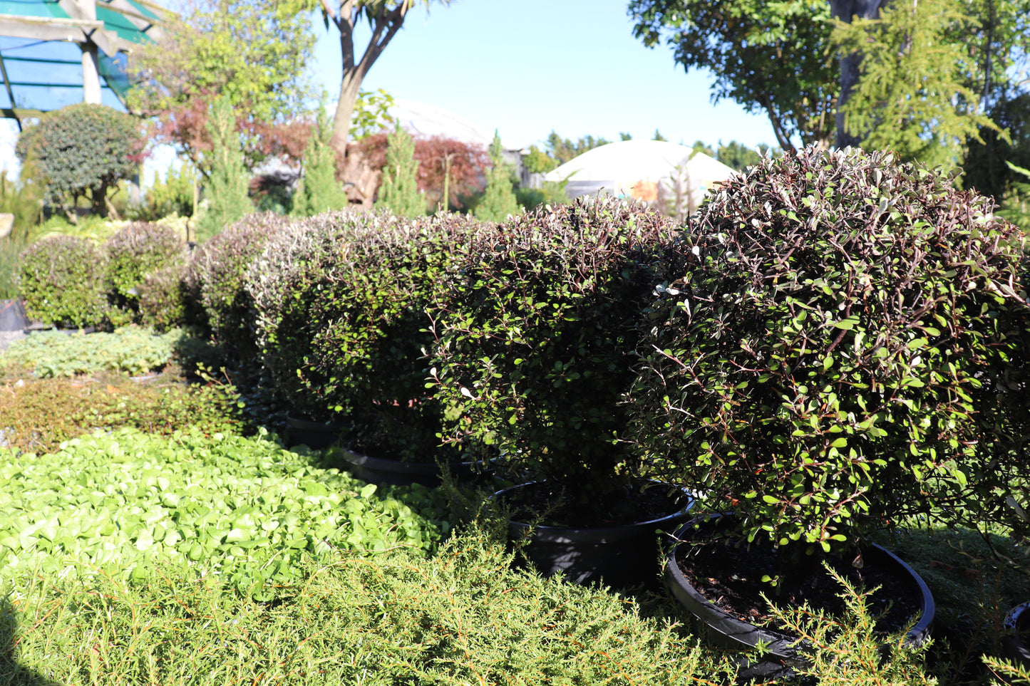 Corokia Silver Ghost ball