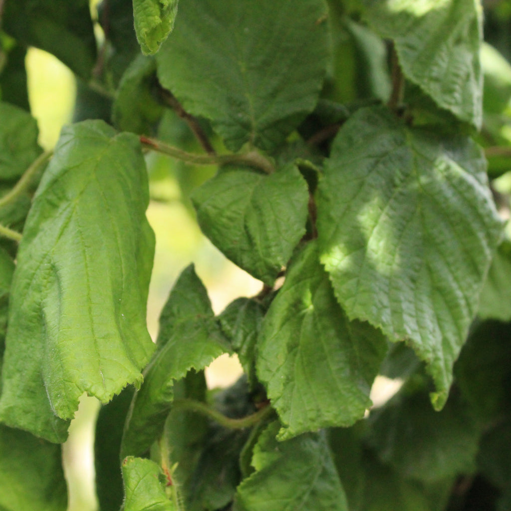 Corylus avellana Contorta Image