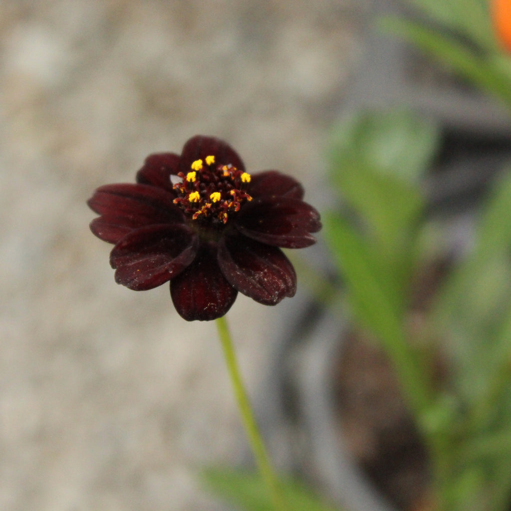 Cosmos atrosanguineus Black Magic Image