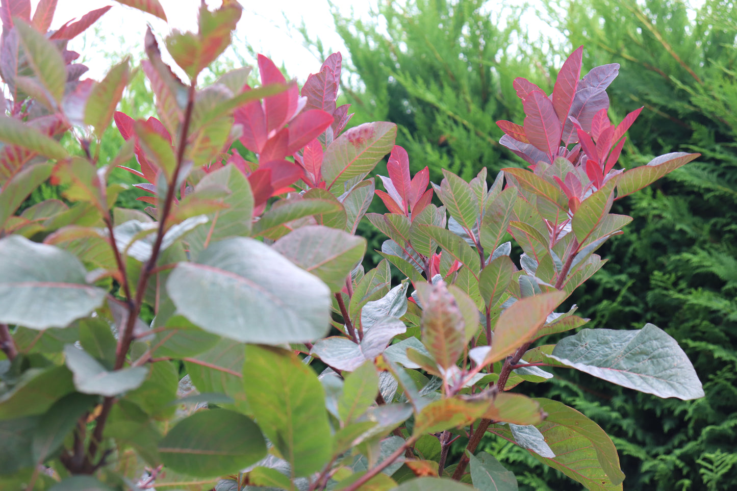 Cotinus Grace