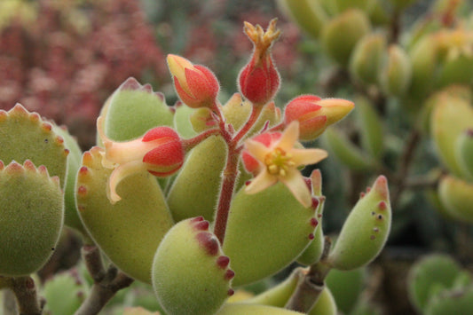 Cotyledon ladismithiensis.