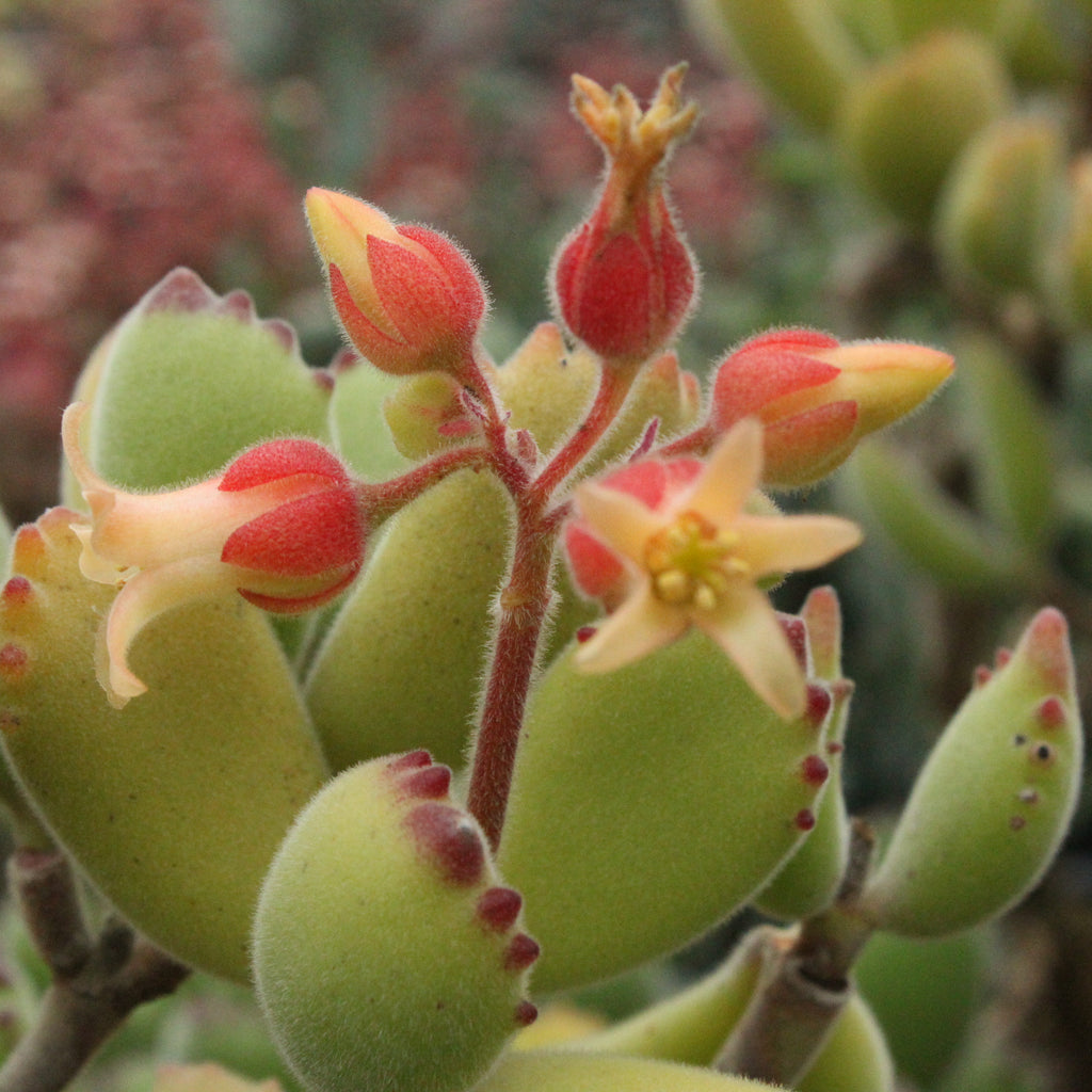Cotyledon ladismithiensis Image