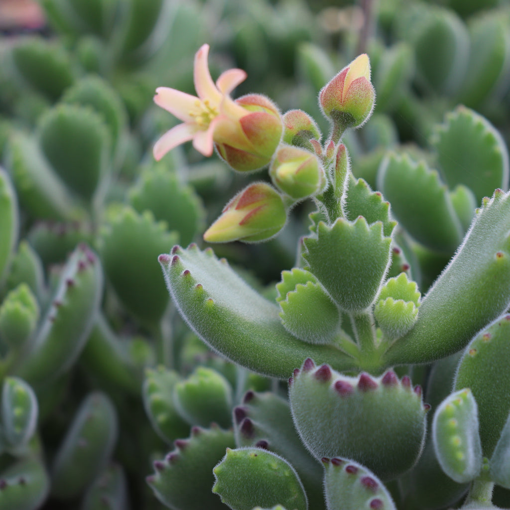 Cotyledon ladismithiensis Image