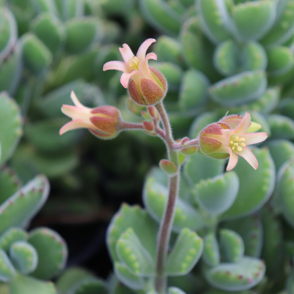 Cotyledon ladismithiensis Image