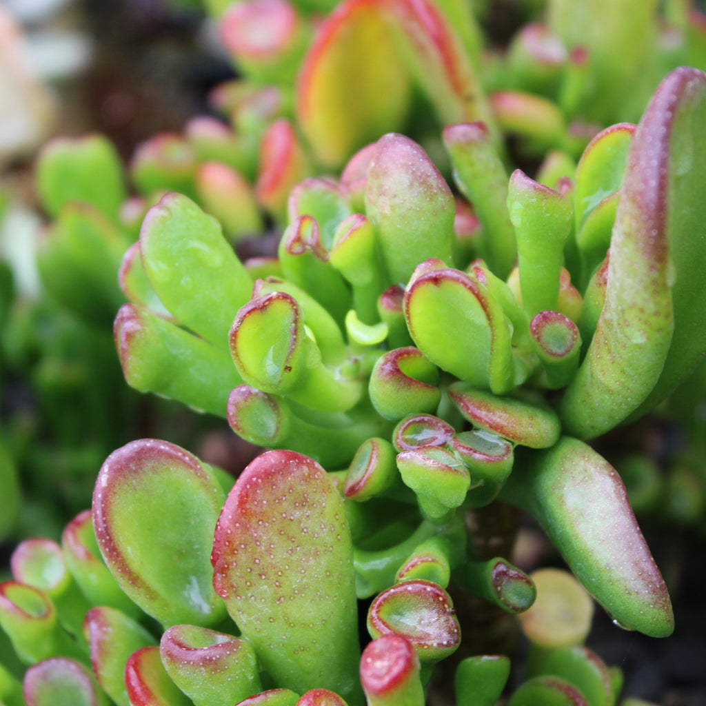 Crassula Gollum Image