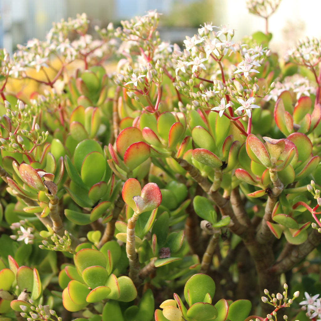 Crassula Jade Sunset Image