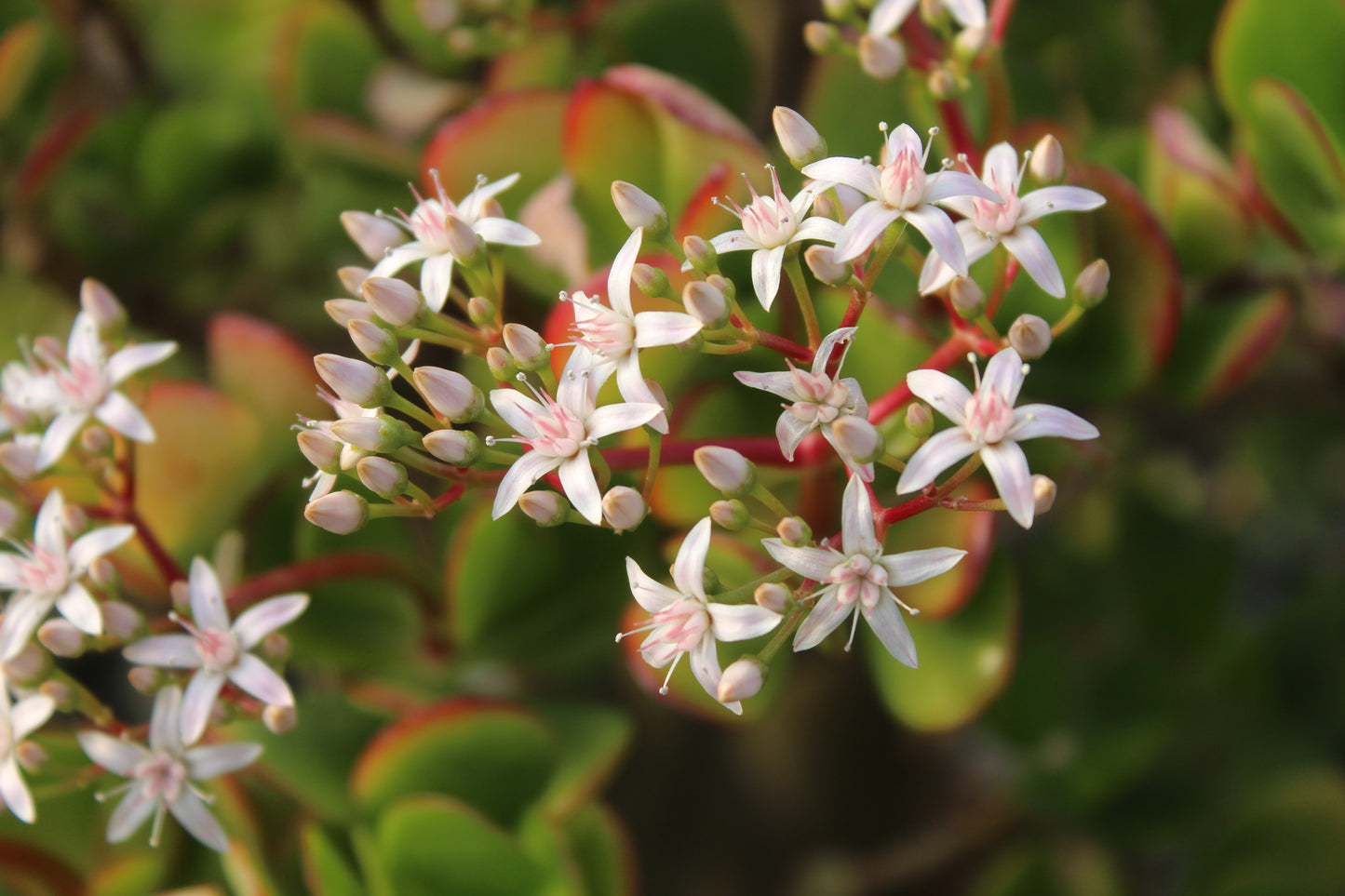 Crassula Jade Sunset flowers