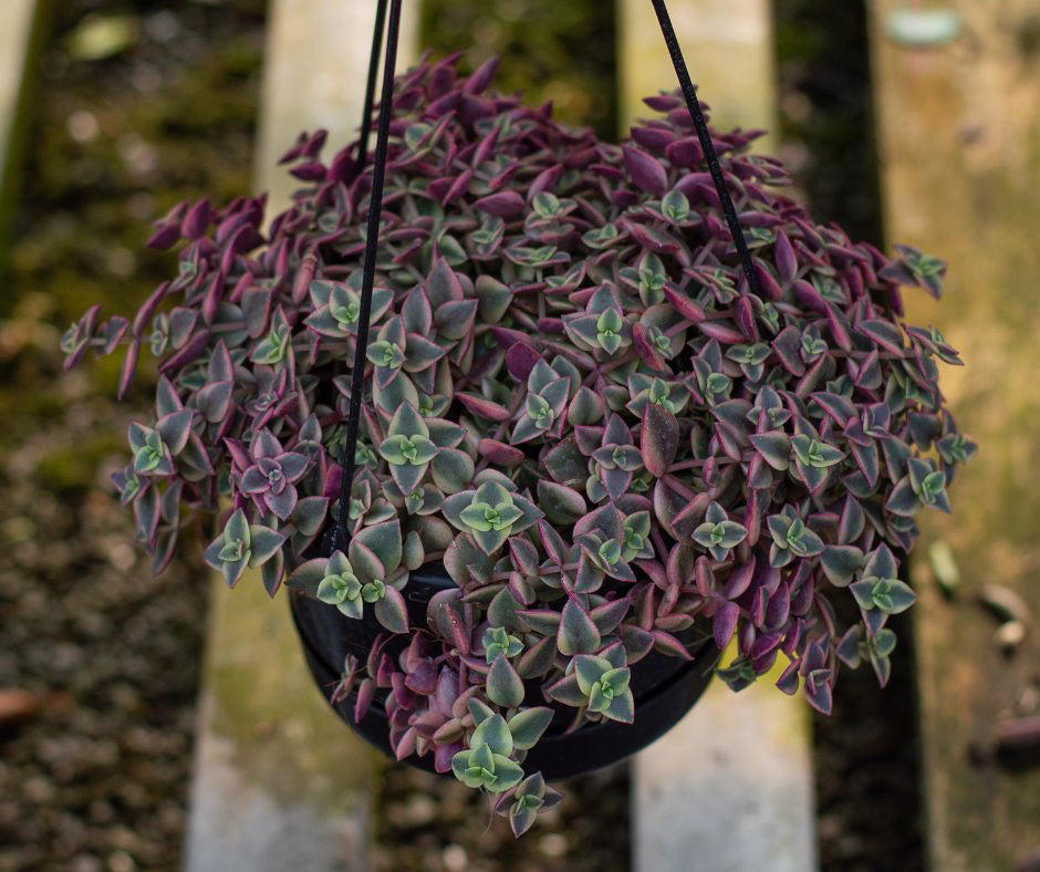 Crassula marginalis Rubra Variegata Image