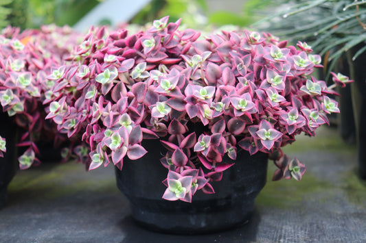 Crassula marginalis Rubra Variegata 4