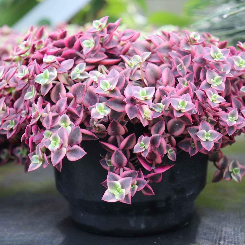 Crassula marginalis Rubra Variegata Image