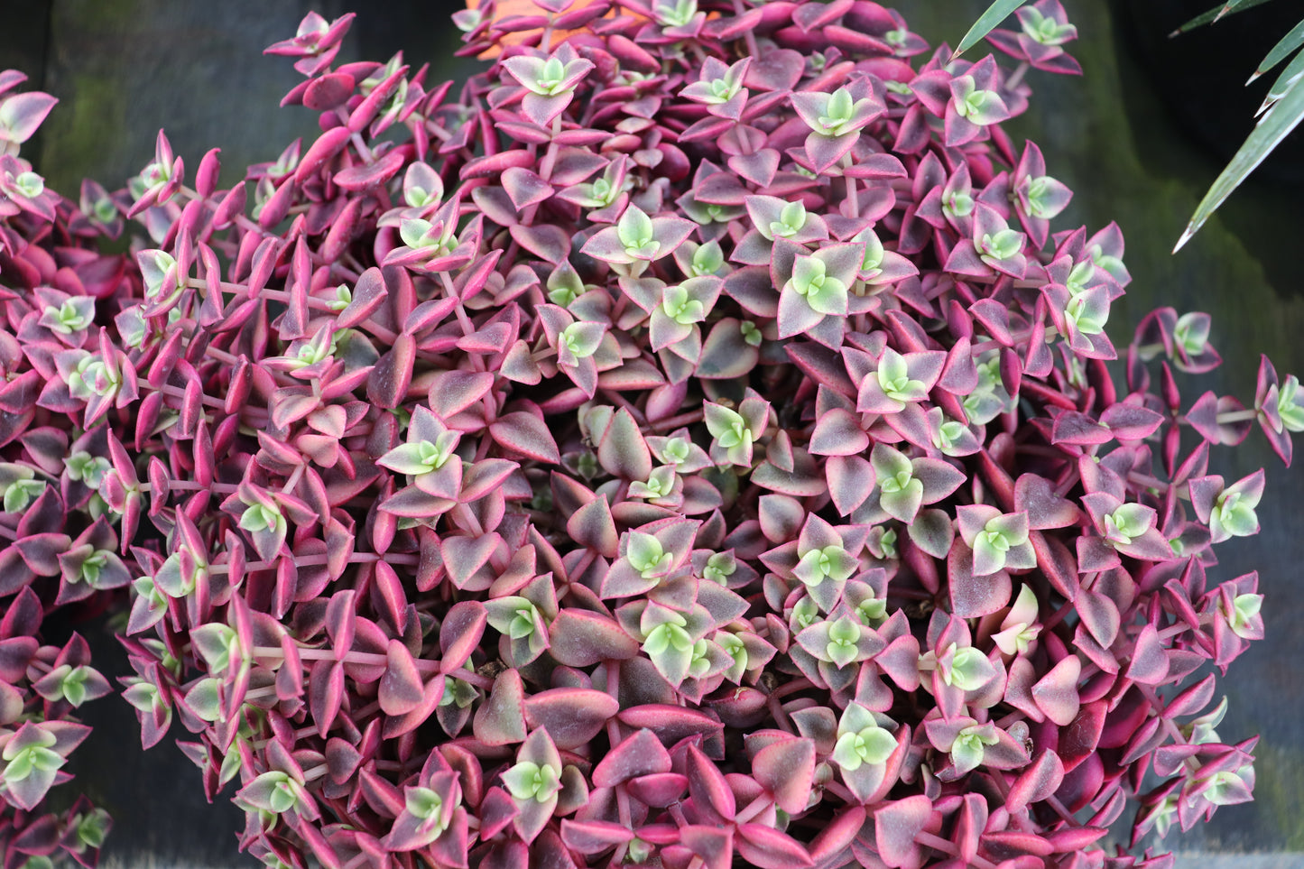 Crassula marginalis Rubra Variegata 5