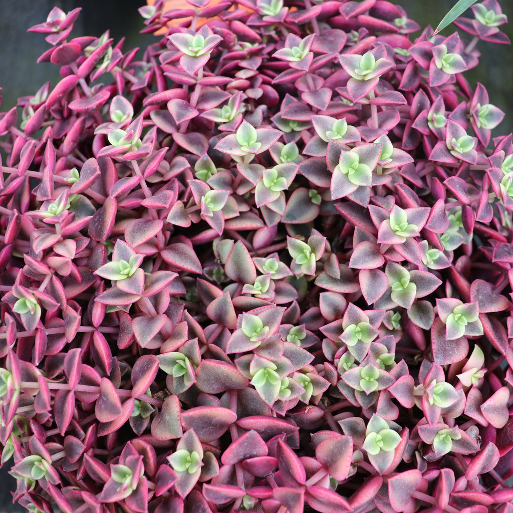 Crassula marginalis Rubra Variegata Image