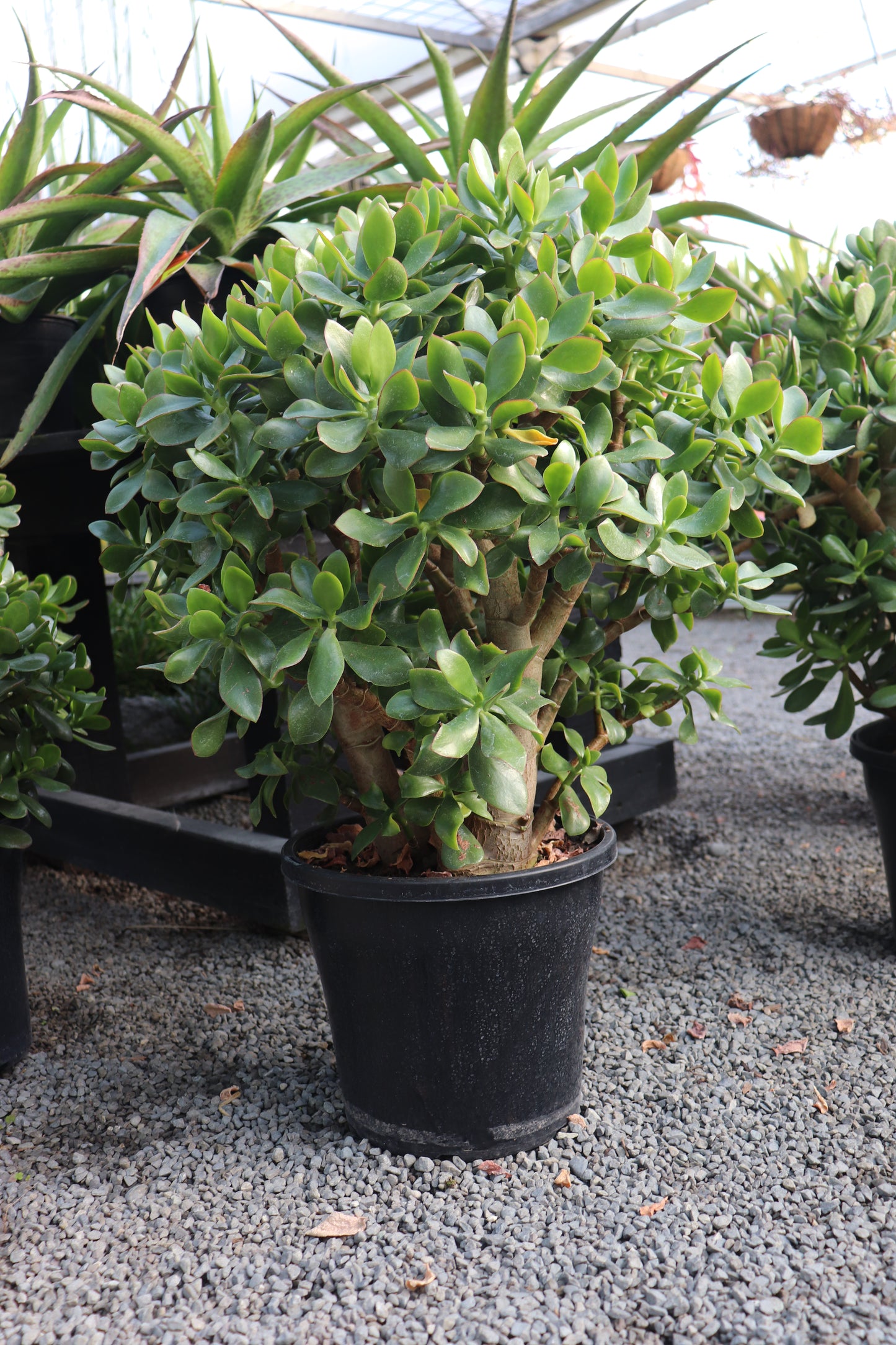 Crassula ovata 5