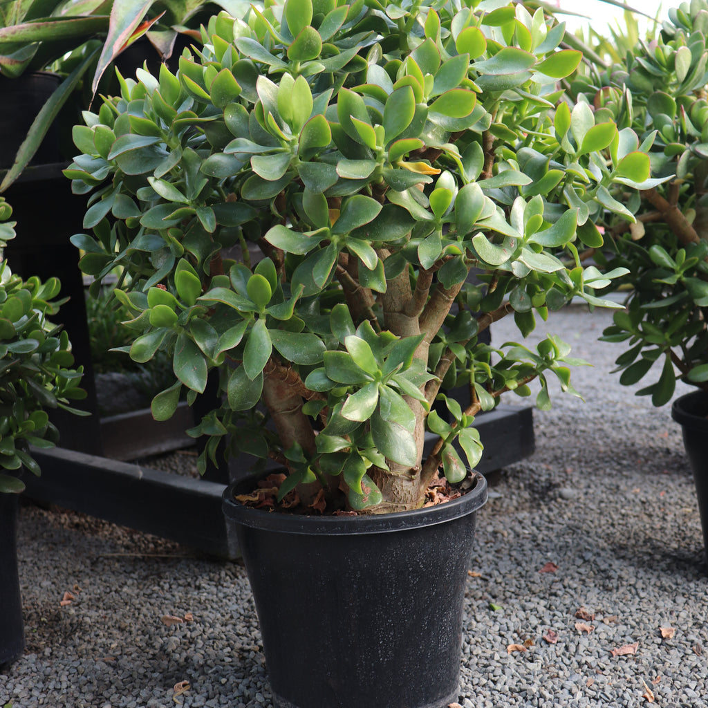 Crassula ovata Image