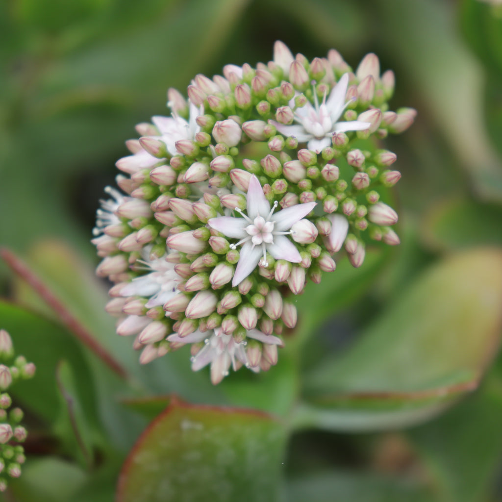 Crassula ovata Pink Flowers Image