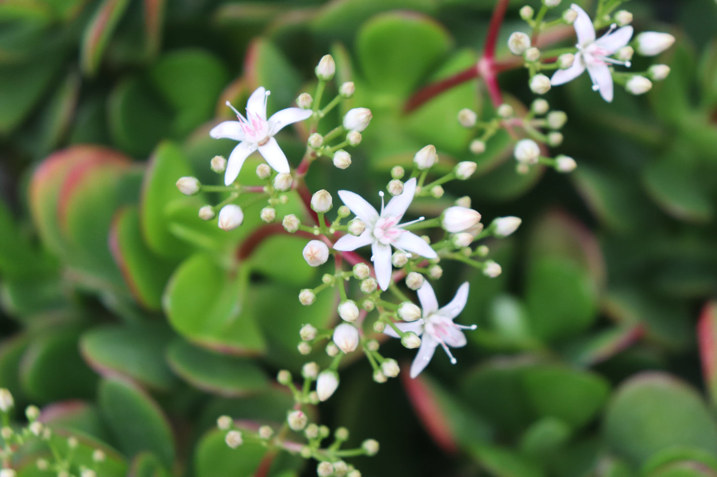 Crassula ovata White Flowers