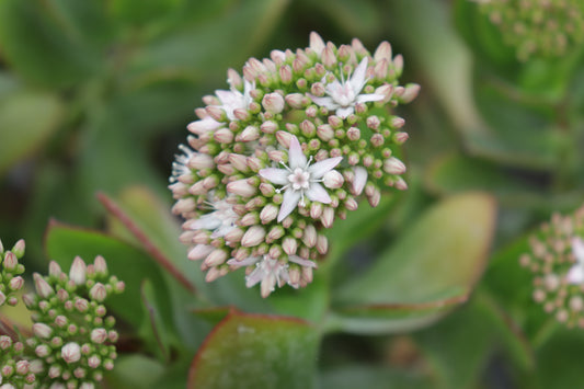 Crassula ovata White Flowers