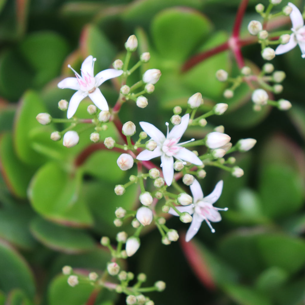 Crassula ovata White Flowers Image