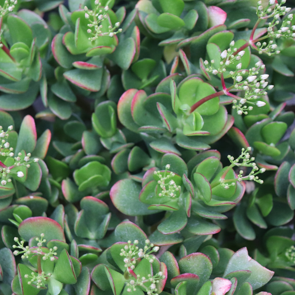 Crassula ovata White Flowers Image