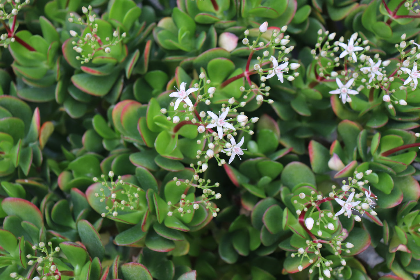 Crassula ovata White Flowers 3