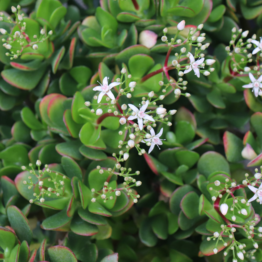Crassula ovata White Flowers Image