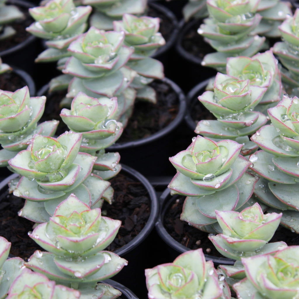 Crassula perforata Image