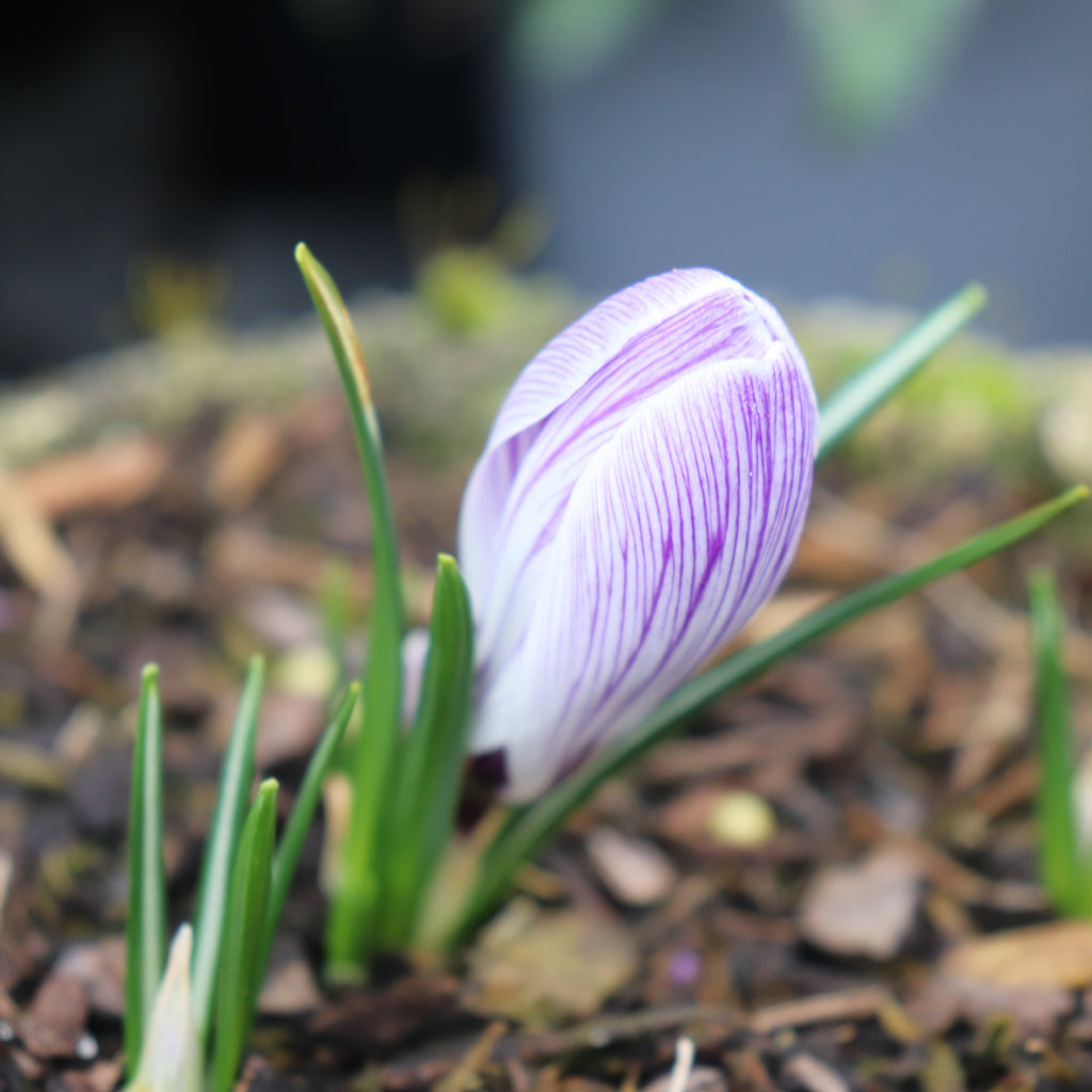 Crocus Pickwick Image