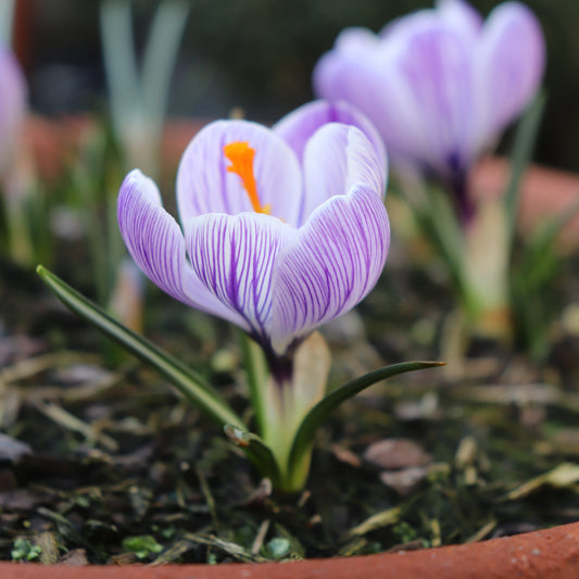 Crocus Pickwick 3