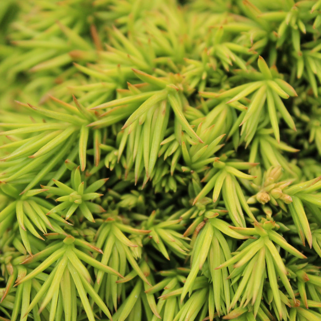 Cryptomeria japonica Tenzan Image